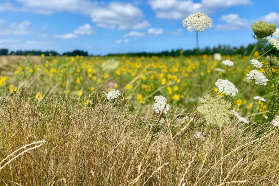 Bloemrijk grasland weergors