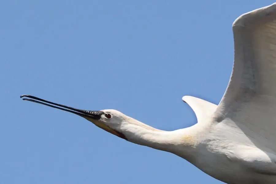 Briggenwirth Lepelaar Quakjeswater